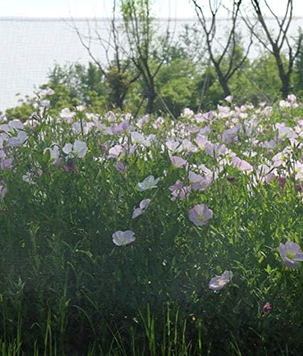 Multipurpose Fiberglass Mesh Mosquito Screen Net Large Width and Invisible, Gray, 6.5x10ft(2x3M)