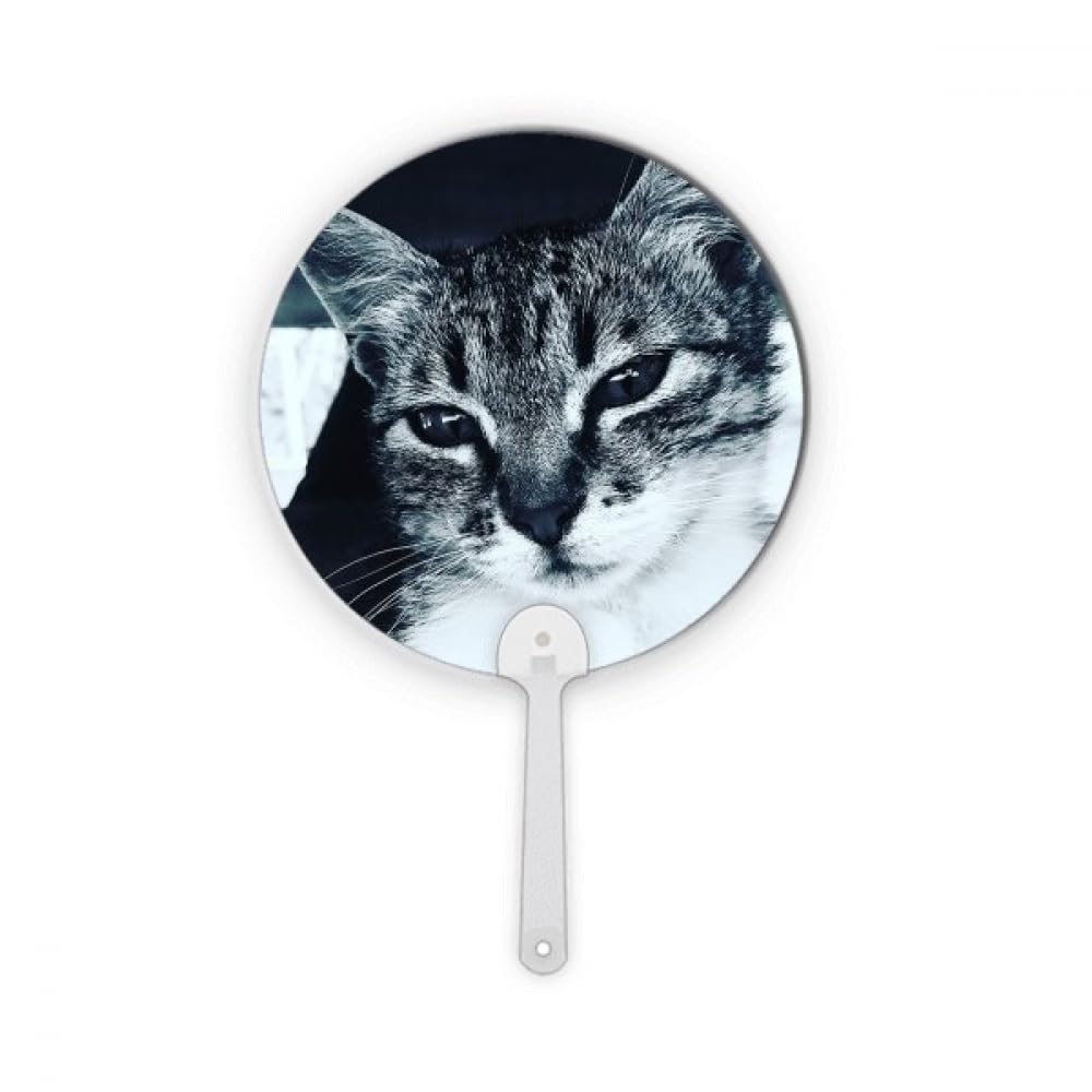 Décoration artisanale cat photographie plastique no/no animal gris