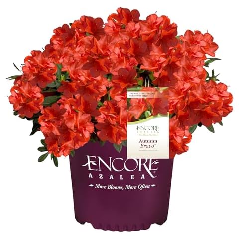 Encore Azalea Autumn Bravo Azalea 2 Gal, Red Blooms Cover