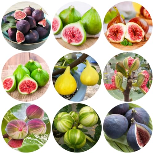 Comprar semillas de higuera - higuera zapote, resistentes en maceta higos jardín resistentes 350pcs