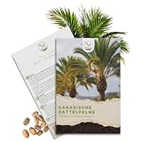 Palma da dattero canaria: con le sue lunghe fronde la palma da datteri sempreverde originariamente originaria delle Isole Canarie porta un tocco tropicale alla terrazza, al giardino o al giardino d'inverno.