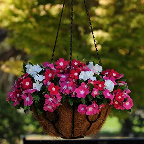 BEE GARDEN Vinca Medi Trailing Vinca F1 Hybrid Mix Color Seeds Pack of