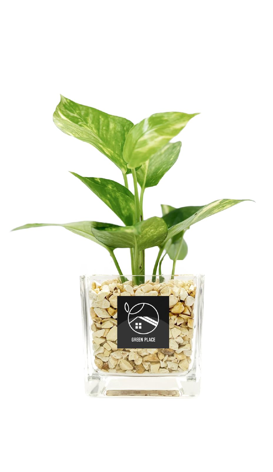 Amazon｜GREEN PLACE ポトス（ゴールデン） ミニ 観葉植物 本物 ギフト