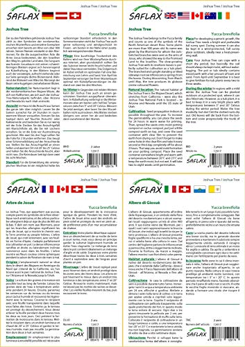 SAFLAX - Cadeauset - Joshua Boom - 10 Zaden - Met geschenkdoos, kaart, etiket en potgrond - Yucca brevifolia - Afbeelding 4