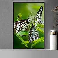 Framed Canvas Wall Art Butterflies Butterfly Colorful Farmhouse/Country Hallway Insects Multicolor Photography - 16x24 inches
