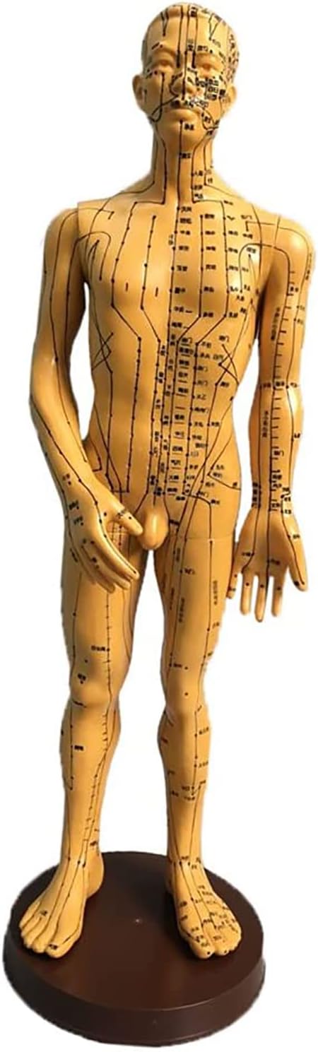 Professional Acupuncture Male Female Model Acupoint and Meridian Human Body Model Small Bronze Women/Men Model 50cm. (Female Dura Mater)