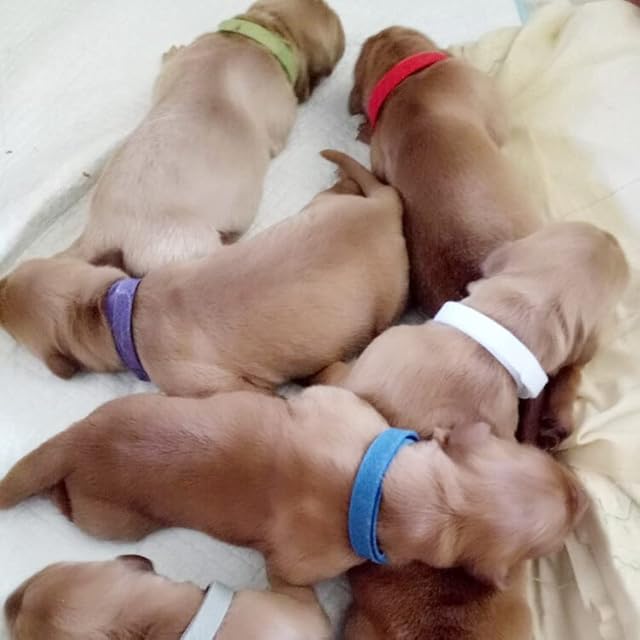 Foto 6 de 8 de Collar para cachorro, 15 unidades, 15 colores