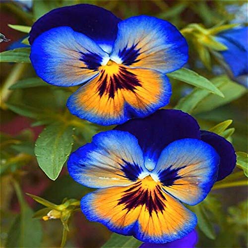 Beautiful Seed Flower African Violet Seeds for Garden Seeds Flowers