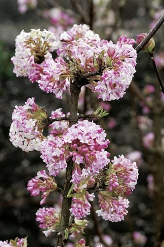 Winterschneeball Charles Lamont - Viburnum bodnantense - Winterblüher rosa Zierstrauch - von Garten Schlüter - Pflanzen in Top Qualität (40-60 cm)