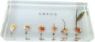 Real Corn Plant Growth History Specimens, Transparent Acrylic Block Paperweights Creative Resin Crafts Specimen for Science Education