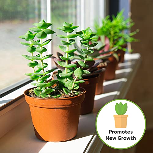 Fertilizante Líquido para Cactus y Suculentas 8oz miniatura 3