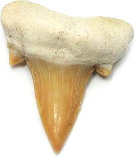 CrystalAge Fossilised Otodus Shark Tooth - Medium