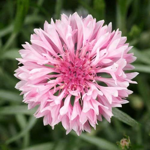 semillas de aciano, Las jardín son perennes resistentes exóticas 500pcs