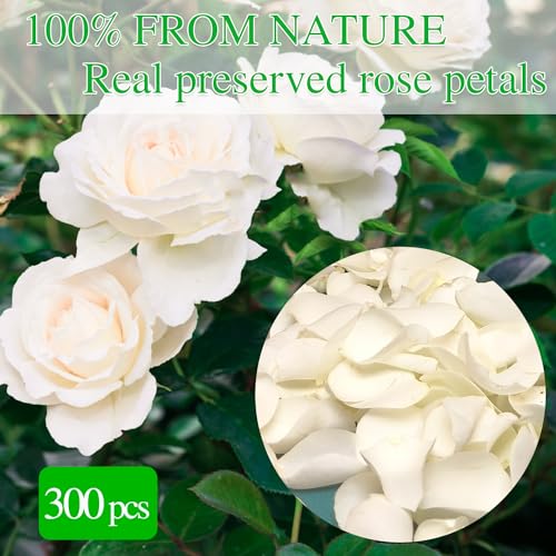 300 PCS Dried White Rose Flower Petals, Real Freeze Ivory Rose Petals for Decor, Wedding, Romantic Night, Proposal Venue, Party Confetti Bridal Shower (2.8oz) image 4