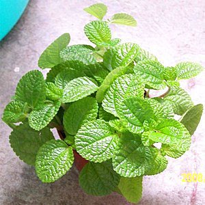 Graines De Menthe - Lot De 500 Graines (250 Menthe Verte + 250 Menthe Poivrée) - Pour Jardin Potager
