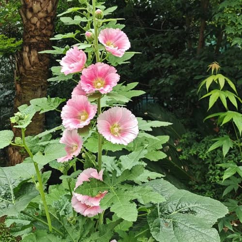 semi di malvarosa da giardino roccioso resistenti biologici di malvarosa da balcone perenni resistenti 800pcs