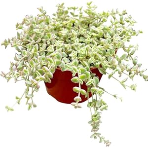 Live Succulent 4″ Sedum Little Missy Variegated, Succulents Plants Live, Succulent Plants Fully Rooted, House Plant for Home Office Decoration, DIY Projects, Party Favor Gift by The Succulent Cult