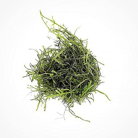 SubstrateSource Java Moss Live Aquarium Plant - Freshwater Fish Tank Decorations for Natural Decor (Golf Ball) Cover