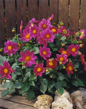 スノーボード DAHLIA 250 DAHLIA 250