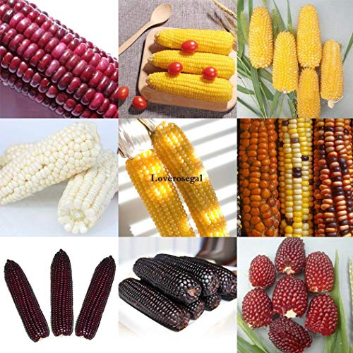 Maize Bianco 10x Semi di Mais Alla Fragola Zea Mays Heirloom Non OGM Red Popcorn Dolce Kgf9 :Seeds only