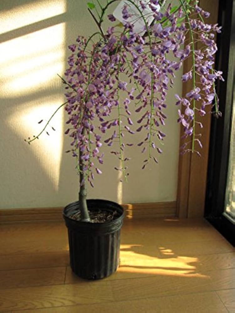 PALページ　藤　黒龍藤 藤（フジ）「黒龍藤」の苗木 : 植物・園芸専門店 花育通販Yahoo