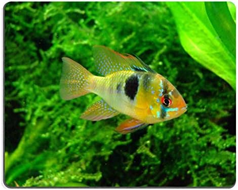 butterfly cichlid aquarium fish underwater fin red QZone Customized Made to Order Cloth with Neoprene Rubber Mouse Pads