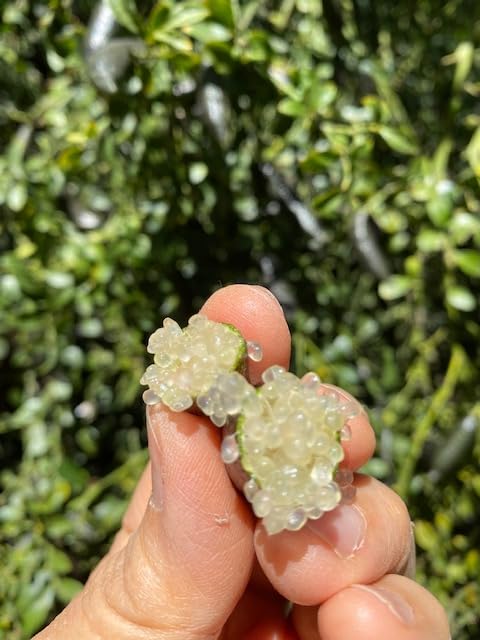 Generic Fresh Naturally grown Finger Limes - 12 count *Free Priority Shipping included, medium