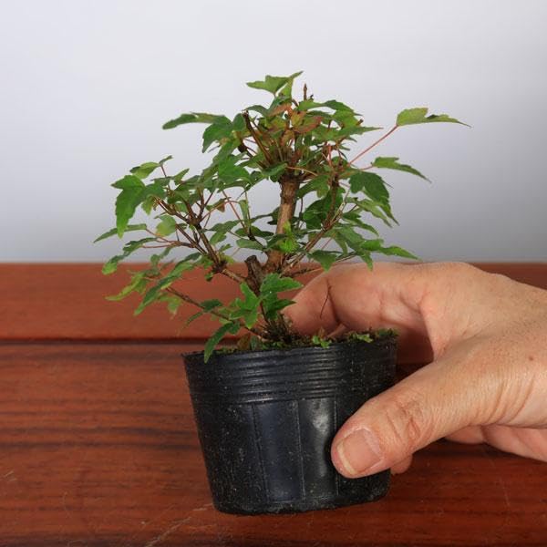 Amazon.co.jp: 遊恵盆栽 苗・盆栽苗：美濃楓（みのかえで）カエデ
