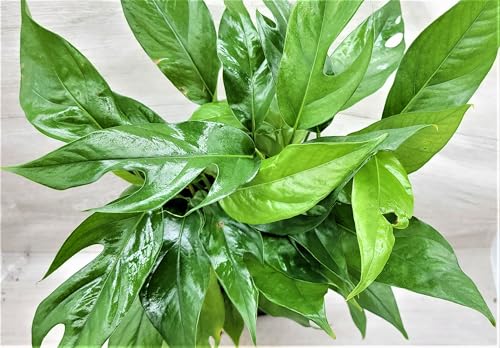 Pothos Baltic Blue – Rare Deep Blue-Green Foliage | Easy Live Trailing Plant in 4' Pot by 3exoticgreen - Premium Plants Live Houseplants, Indoor Plants, Live Indoor Plants for Home Decor
