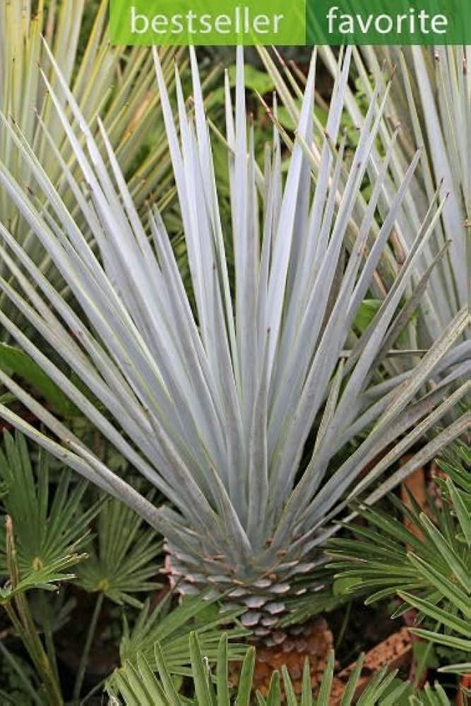 ゆっか Yucca Baccata 'Blue Stem Yucca' Seeds – Plantflix