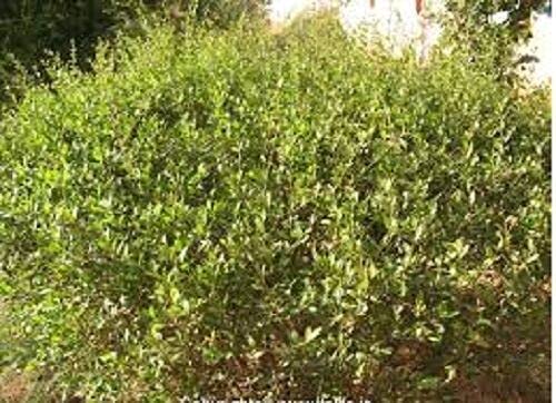 100 Seeds of Lawsonia inermis ( alba) Henna