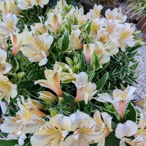 semillas de alstroemeria exterior variedades orgánicas tradicionales resistentes pleno sol con, de, exóticas trepadoras en 75pcs