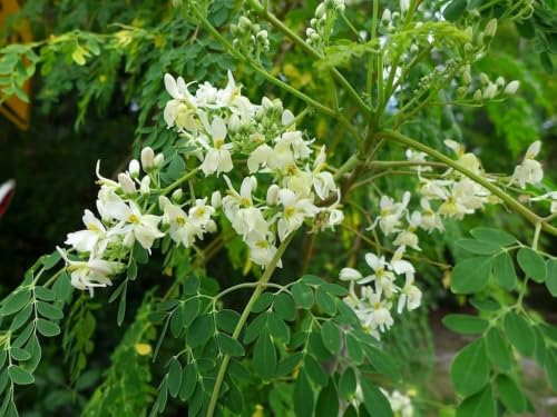 Image of Moringa Herb Live Plant with Pot | Moringa Oleifera Sahjan Drumstick Tree Plant | Fast Growing Herbal Vegetable Plant for Home Kitchen Garden Balcony Terrace Outdoor Gardening | Pack of 1