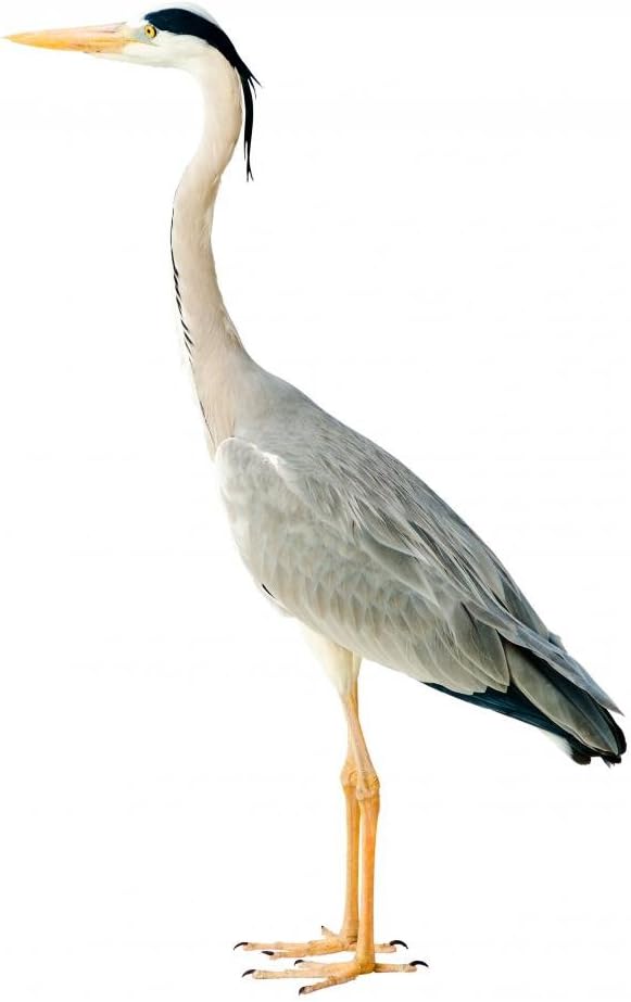 Great Blue Heron Wall Decal Wallmonkeys Peel and Stick Animal Graphics (36 in H x 24 in W) WM42430
