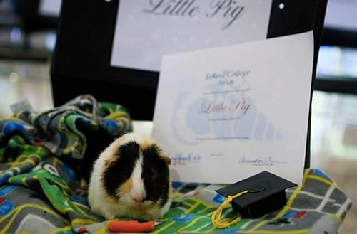 Miniatura 7 de Pequeños gorros de graduación con borla brillante para cobayas, erizos, pájaros, tortugas, hámsteres, dragones con barba, conejos, hurones,