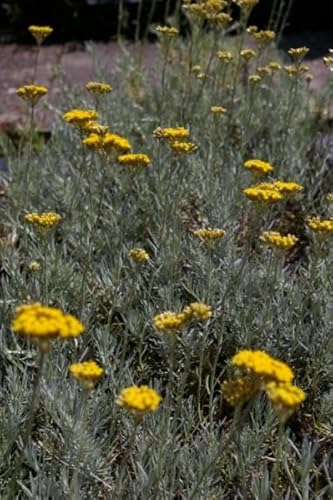 Helichrysum italicum - Currykraut - Gewürzpflanze Verpackungseinheit 1