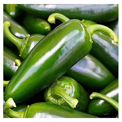 100 Tam Jalapeno Pepper Seeds | Non-GMO | Fresh Garden Seeds