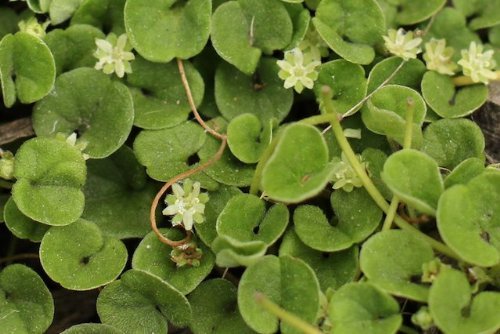 SeedRanch Dichondra Repens Seeds