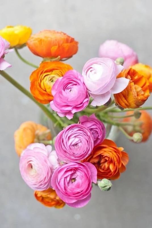 RADHA KRISHNA AGRICULTURE® Ranunculus Flower Bulb pink and mustard