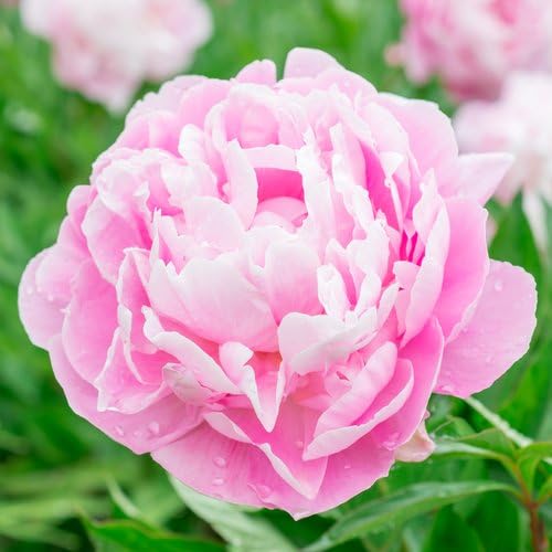 Pink Peony Premium Fragrance Oil, 4 Oz. Bottle
