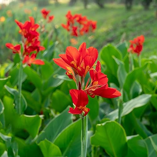 bulbos de lirio canna de jardin macetero balcón jardín, bulbos canna bulbo decoración, primavera resistentes para jardín 1pcs
