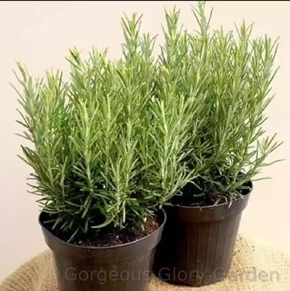 Gorgeous Glory Garden Live Set Of 2 Green Rosemary Plant Rosmarinus Officinalis Gulmehandi Indoor Rujamari Medicinal Herb Live Plant Home and Garden with Plastic Pot (Pack Of 2 (Green)) (B0D9LLHLS9) Amazon Price History, Amazon Price Tracker