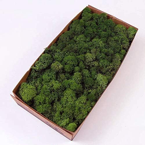 prefleur Preserved Reindeer Moss Natural Green DIY Kit Gardenning Art Wall Decor Florist Decor Easter Table Decor Wedding Decor (0.85lb)(Green-06)