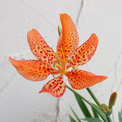 ダルマヒオウギ6号ポット[達磨檜扇 祇園祭の花]のサムネイル