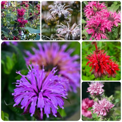 semillas de ortiga india - bálsamo de semillas silvestres ortiga india balcón Jardín en el balcón, otoño en el interior 200semillas