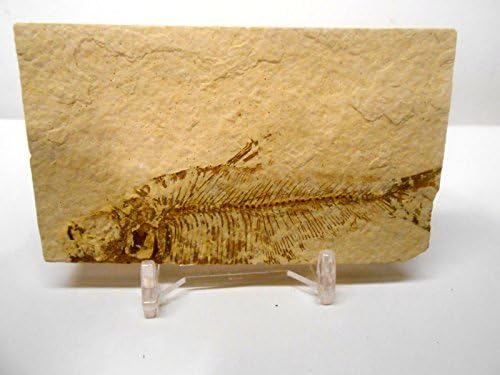 Rockhound's First Choice Fossil Fish Bundle: Green River fossil fish - Fossil Fish with Free Magnifying Glass, Acrylic Display Stand, Fact Sheet & COA