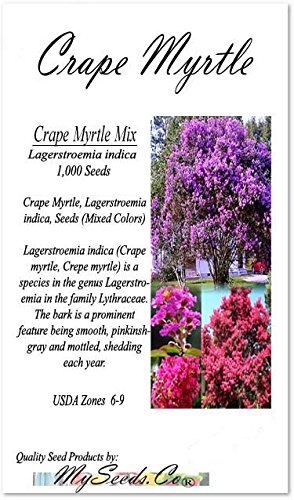 Big Pack - (1,000) Crape Myrtle Mix, Lagerstroemia Indica Tree Seeds - By Myseeds.co (Big Pack - Crape Myrtle) #TOP1