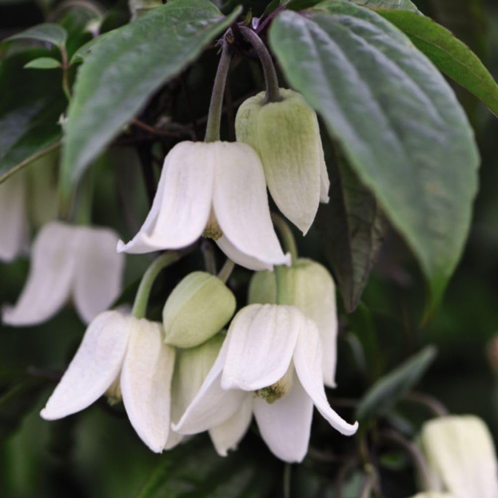 Clematis 'Winter Beauty' - Evergreen Hardy Shrub with Winter Flowers – 2X 7cm Pot + Plastic Flowerpot with Saucer + Plastic Frame by Thompson & Morgan