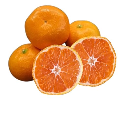 JA長崎せいひ 長崎みかん 小玉 SからSSサイズ 5キロ