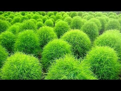 LIVE GREEN Kochia F1 Hybrid Seeds, (PLSDBL369) (B07G3CD7XZ) Amazon Price History, Amazon Price Tracker